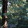 Redwood Treehouse Santa Cruz Mtns.