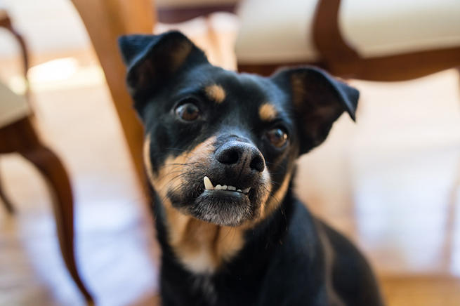 Milo, Ivan’s 25 pound Pinscher mix, has proven to be a loyal colleague in the self-publishing industry.