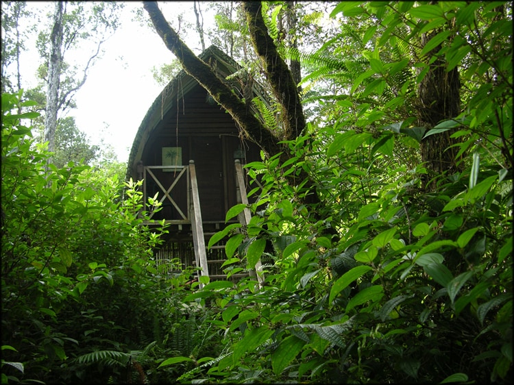 Magical Tree House, Airbnb Rent a Bali Style Tree Hut for a Night Located in Pahoa, Hawaii Islands 