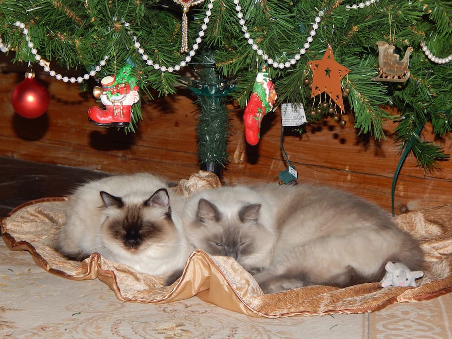 Cats Bed And Breakfast Burlington Cats Bed And Breakfast Burlington