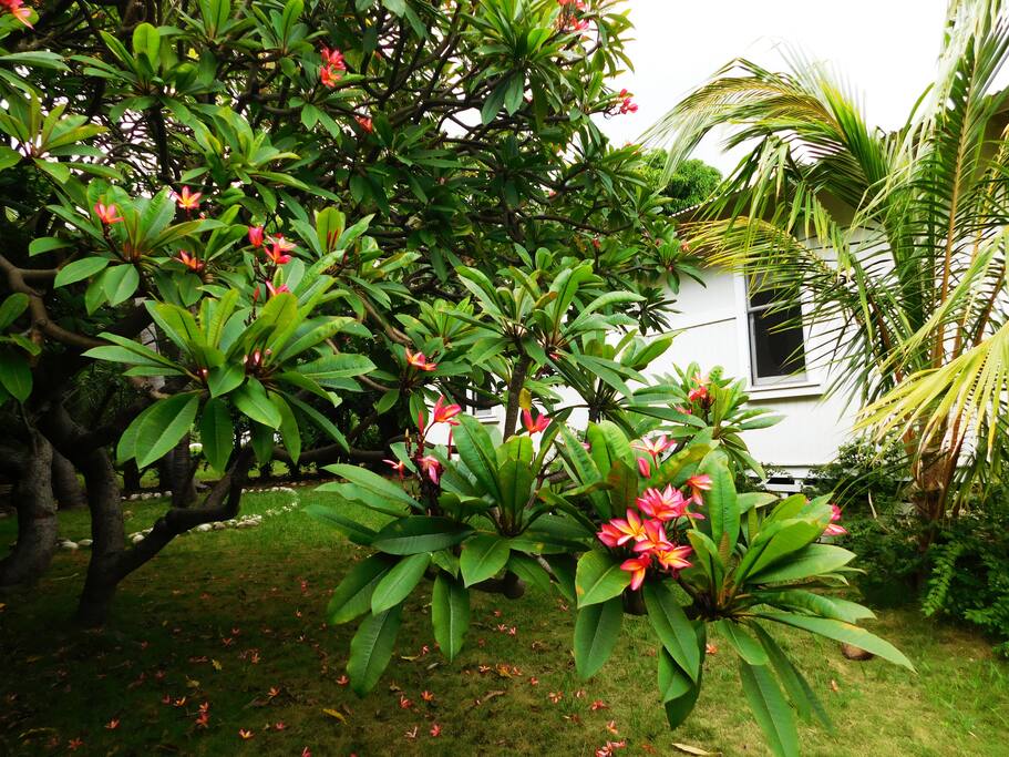 Maile, Restored Plantation House Houses for Rent in Pahala