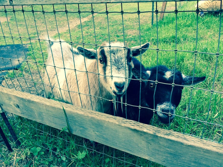 Nigel and Annabelle, the Pygmy Goats, will greet you each morning